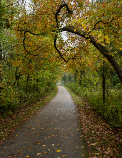 Picture of dirt trail cutting through the forest.