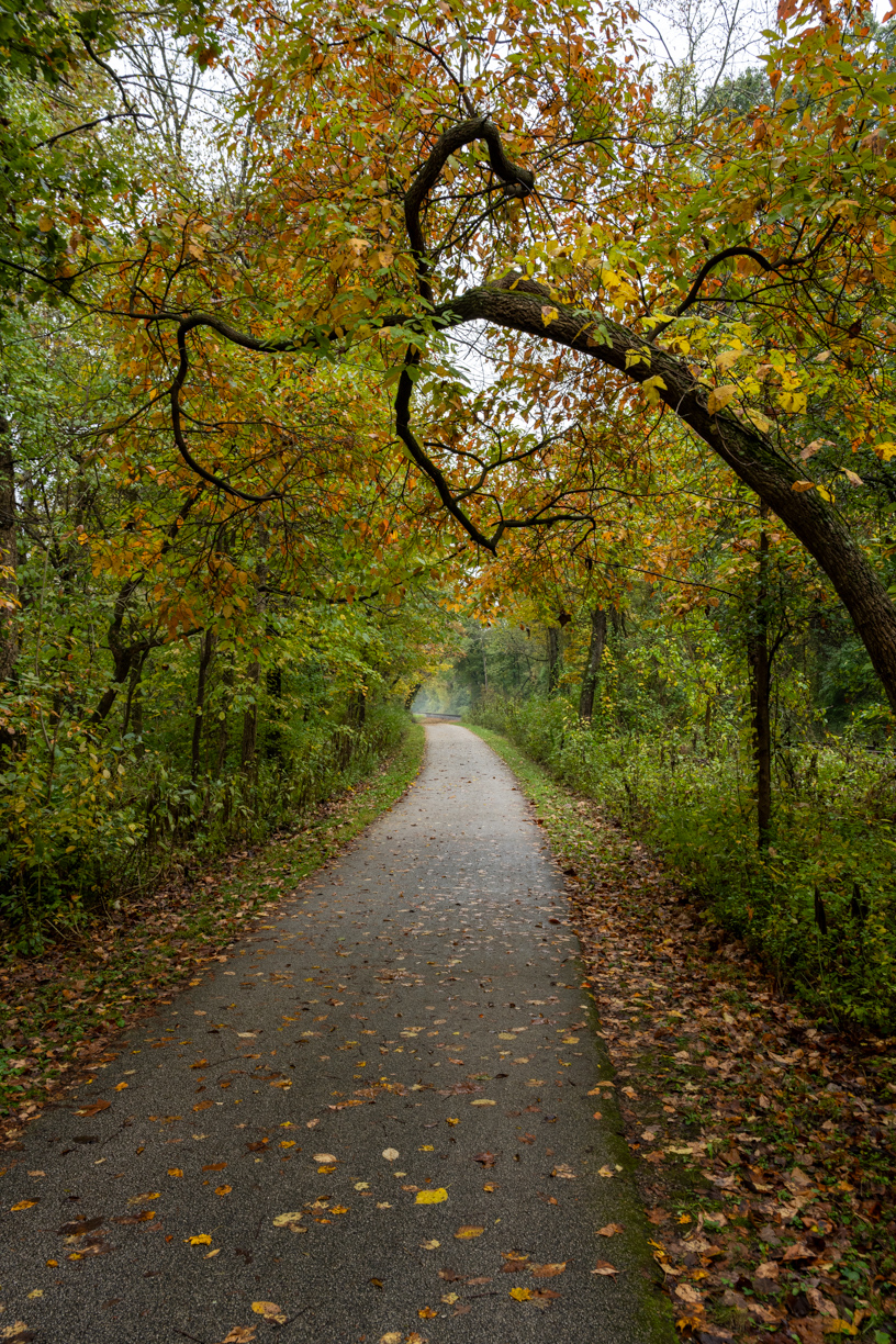 Picture of dirt trail cutting through the forest.