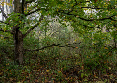 Picture of tree in autumn.